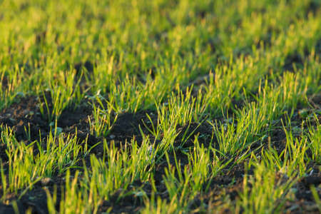 Closeup of small plants on an agricultural fieldの写真素材