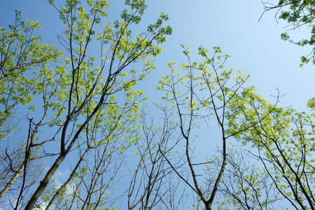 Fresh green leaves emerge in spring