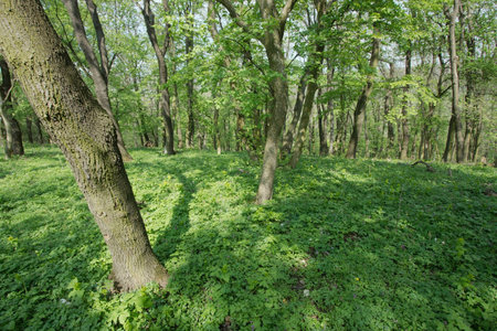 Lush green forest in summer