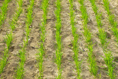 Young plants in a rowの写真素材