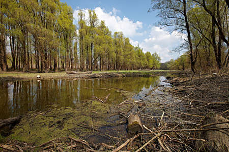Watery landscape with trees and broken branchesの写真素材
