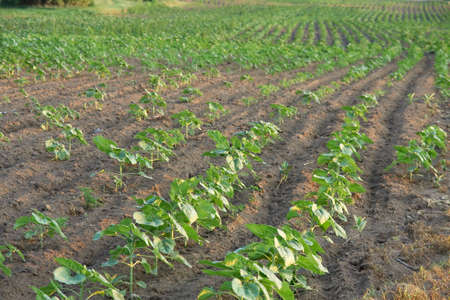 Agricultural field with growing plantsの写真素材