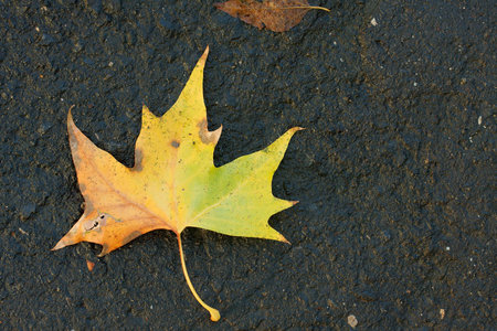 Fallen autumn leaf on an asphalt road