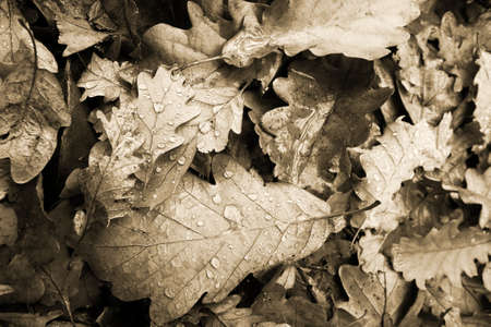 Fallen autumn leaves after rainの写真素材
