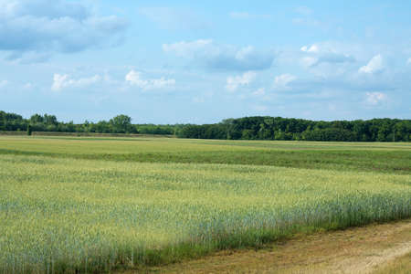 Agricultural filed with fresh plants growingの写真素材