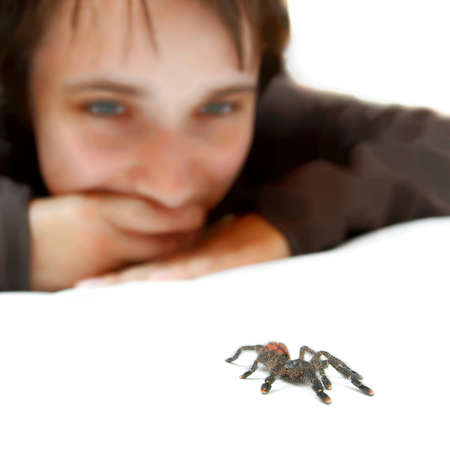 Watching a crawling spider (avicularia metallica)の写真素材