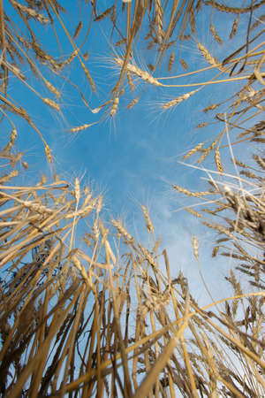 Wheat viewed from under, blue skyの写真素材