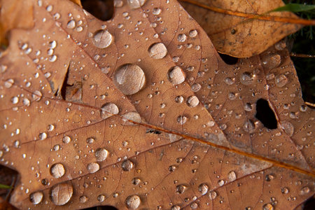 Raindrops on a fallen autumn leafの写真素材