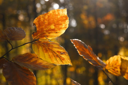 Vibrant autumn leaves in the deep forest