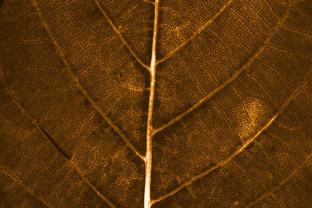 Brown autumn leaf background texture