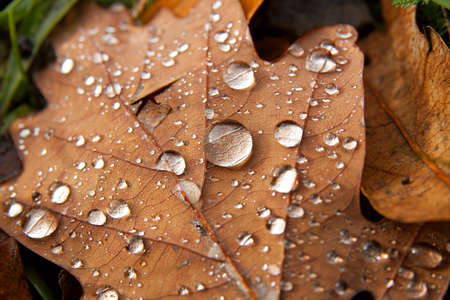Fallen leaf and raindropsの写真素材