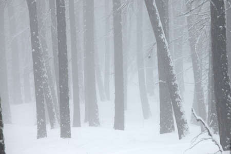 Trees in the fog in winterの写真素材