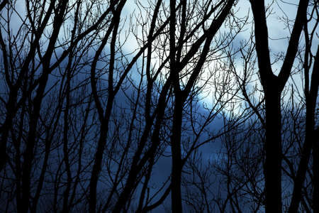 Bare leafless trees against winter twilight skyの写真素材