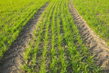 Agricultural field with fresh, growing plantsの写真素材