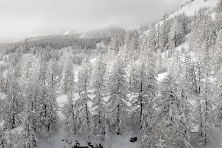 Forest in winter covered by snow
