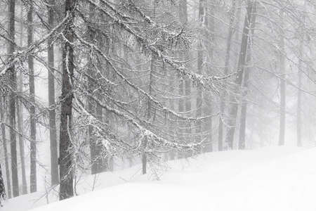 Winter forest in fogの写真素材