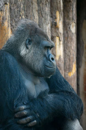 Male, adult gorilla portraitの写真素材
