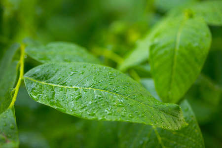 Leaves of a tree in rainの写真素材