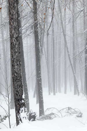 Snowy trees in winter fogの写真素材