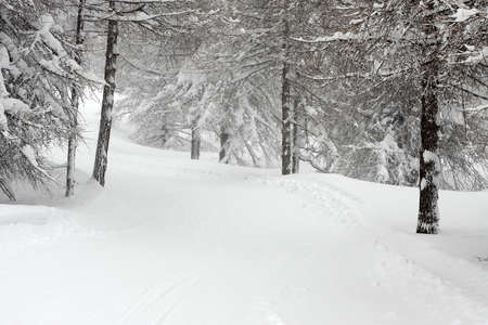 Snowy forest path in winterの写真素材
