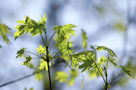 Emerging green leaves of springの写真素材