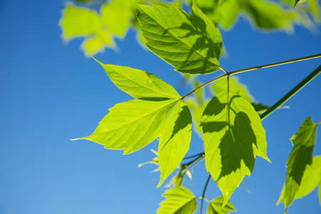Fresh green leaves against blue skyの写真素材