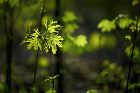 Fresh leaves of young plants in a forestの写真素材