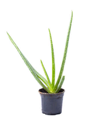 Aloe vera plant in a pot isolated on whiteの写真素材