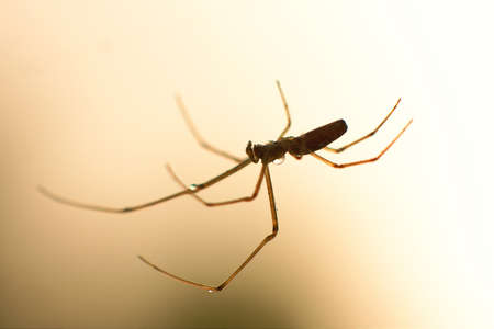 Small spider in morning dewの写真素材