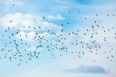 Many birds flying in the skyの写真素材