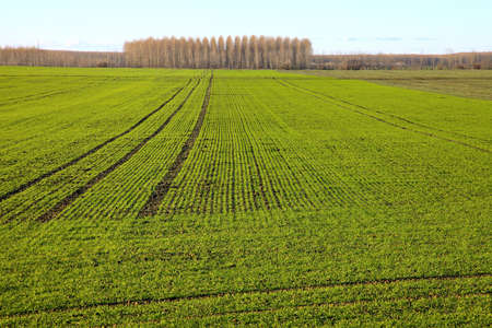 Agricultural fieldの写真素材