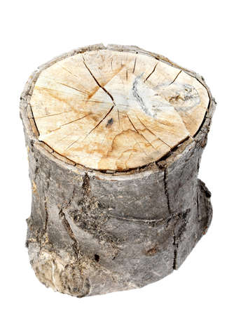 Tree trunk isolated on white backgroundの写真素材