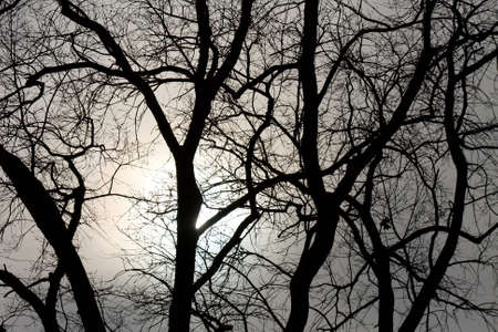 Bare tree branches in winterの写真素材