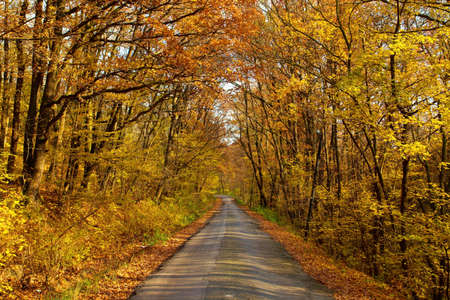 Autumn forest with narrow roadの写真素材