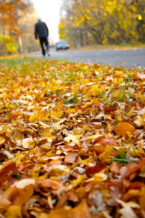 Fallen autumn leaves on the groundの写真素材