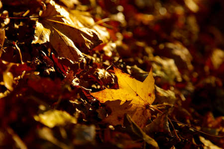 Fallen leaves in the shades of deep forestの写真素材