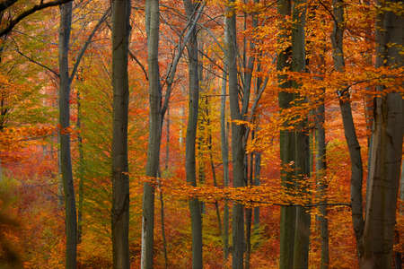 Autumn forest with colorful leavesの写真素材