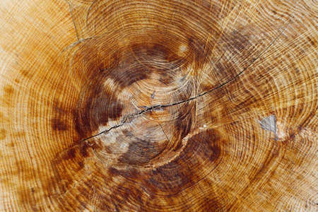 Old tree trunk texture, very detailedの写真素材