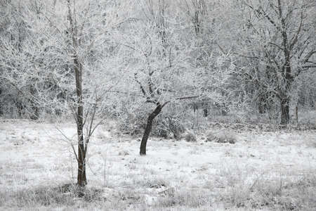 Winter trees with snow and frostの写真素材