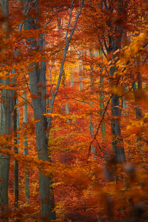 Vivid autumn forest with colorful leavesの写真素材