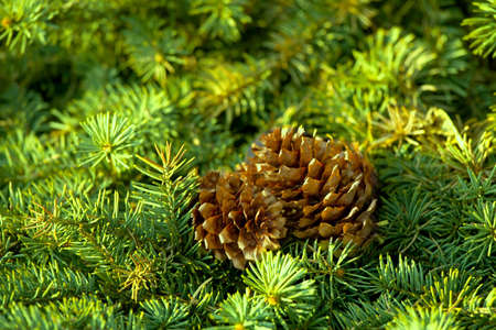 Pine tree and cones closeupの写真素材