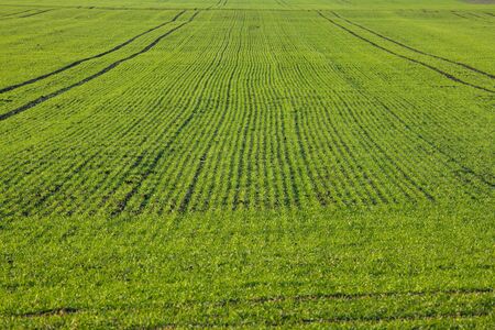 Agricultural field with rows of small plantsの写真素材