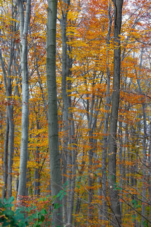 Autumn forest with colorful leavesの写真素材