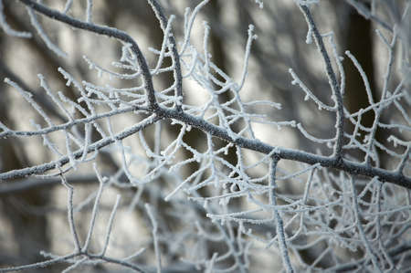 Frosty tree branches in winterの写真素材