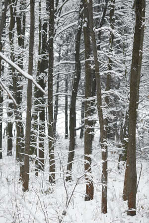 Winter forest with snowy treesの写真素材