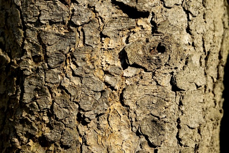Tree bark texture close upの写真素材