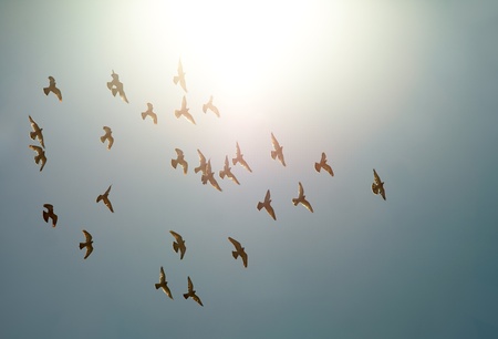 Birds flying against direct sunlightの写真素材