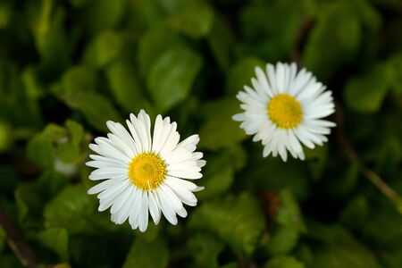 White flower closeup on green fieldの写真素材