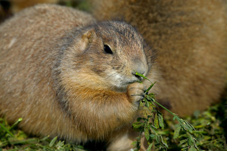 Prairie dog eating green plants