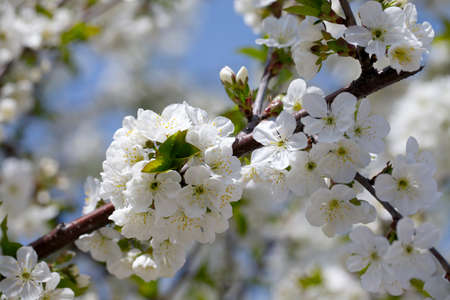 Flowers of a blooming tree in springの写真素材